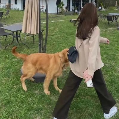 我是霸王龙